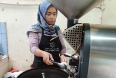 Budi Daya yang Baik, Satu Pohon Bisa Menghasilkan 10 Kg Kopi Basah