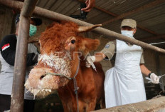 Pemerintah Pastikan Pasokan Daging Aman Meski Kasus PMK Meningkat Menjelang Ramadhan