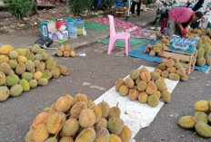 Kota Muara Bungo Dibanjiri Pedagang Musiman