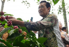 Pariwisata, Emas Hitam dan Nikmatnya Seduhan Kopi