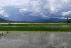 80 Hektare Semaian Padi di Batanghari Rusak Akibat Banjir