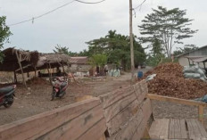 Kemarau, Hasil Perkebunan di Tanjabtim Anjlok