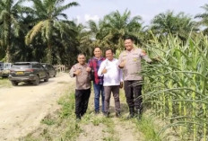 Kapolres Sarolangun Tinjau Program Ketahanan Pangan, Harap Jadi Program Berkelanjutan