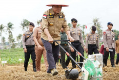 Al Haris Lakukan Penanaman Bibit Jagung Dukung Swasembada Pangan