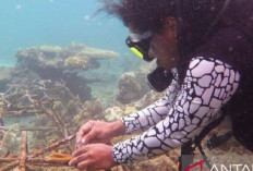 Rintis Papua Diving Academy, Selamatkan Ekosistem Laut
