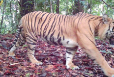 Ekosistem Masih Terjaga, TNBT Berhasil Rekam Empat Individu Harimau