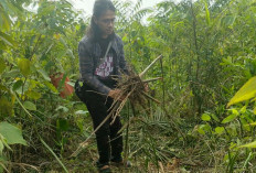 Habitat Tergerus, Gajah Liar Ancam Warga