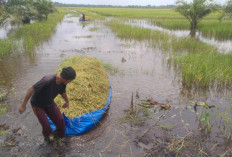 Sawah Terendam Banjir, Kualitas dan Produksi Padi di Tanjabtim Menurun