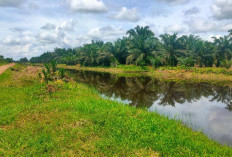 BWSS VI Lakukan Pembersihan Sungai di Kecamatan Dendang