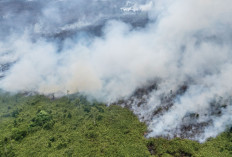 Karhutla Meluas di Areal Korporasi,  Termasuk Izin PBPH dan Perkebunan Kelapa Sawit