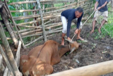 Puluhan Ekor Sapi Warga Mati, Diduga Akibat Terjangkit Virus Jembrana