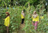 Kelompok Perempuan Petani Karet di Tebo Manfaatkan Pekarangan Rumah untuk Ketahanan Pangan