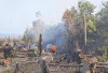 TNBT Tebo Terancam, Kebakaran Hutan Meluas di Desa Pemayungan