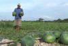 Petani Tanjabtim Pilih Berkebun Melon dan Semangka daripada Sawit